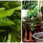 Trà Xanh Cho Tóc: “Thần Dược” Tự Nhiên Giúp Tóc Chắc Khỏe, Đánh Bay Rụng Tóc Và Gàu