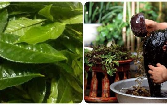 Cách chăm sóc tóc bằng trà xanh tại nhà đơn giản và hiệu quả