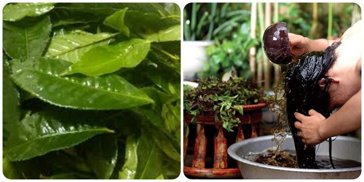 Cách chăm sóc tóc bằng trà xanh tại nhà đơn giản và hiệu quả