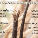 Tóc Chẻ Ngọn: Nguyên Nhân, Cách Khắc Phục Và Bí Quyết Phục Hồi Mái Tóc Khỏe Đẹp